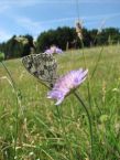 Ein Schmetterling, ein Schachbrettfalter, sitzt auf einer Blüte einer einer Wiesen-Witwenblume und saugt Nektar.